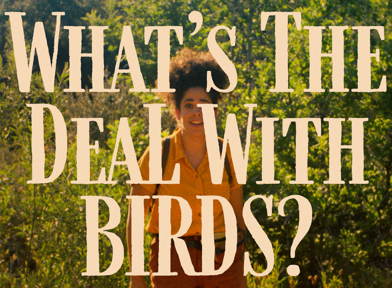 WHAT'S THE DEAL WITH BIRDS? Shortverse