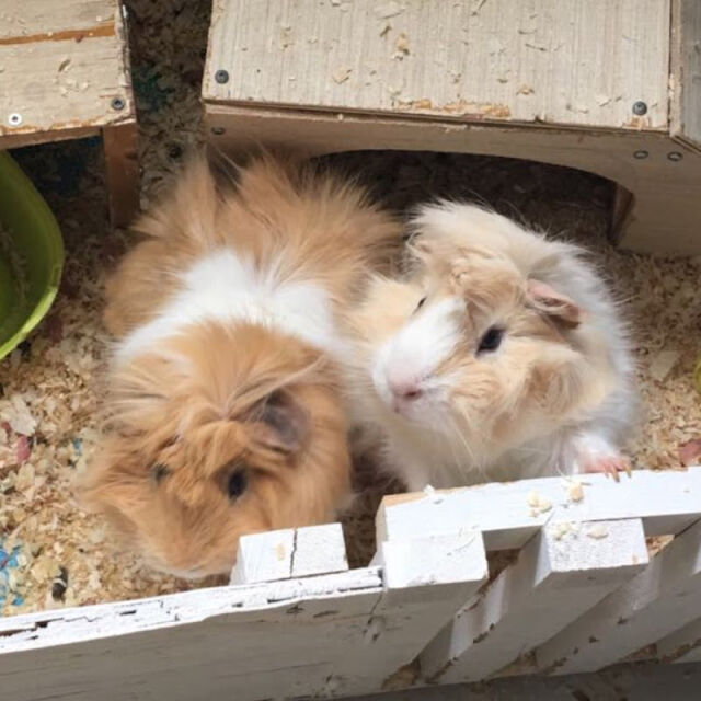 Liddle and Pebbles